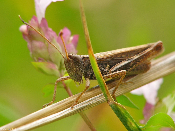 Photo macro insecte Criquet roux (Gomphocerus rufus)