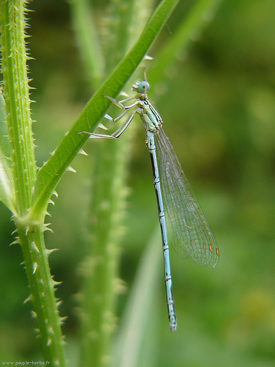 Photo macro insecte Agrion à larges pattes (Platycnemis pennipes)