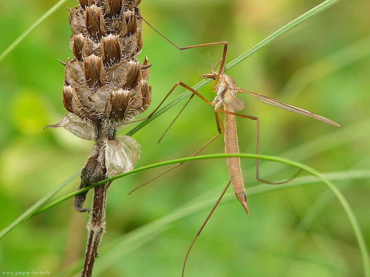 Photo macro insecte Tipule (Tipula maxima)