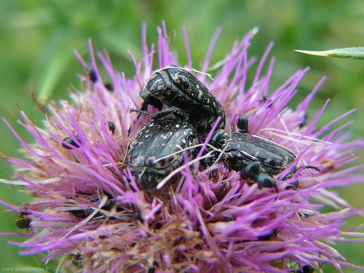 Photo macro insecte Cétoine grise (Oxythyrea funesta)