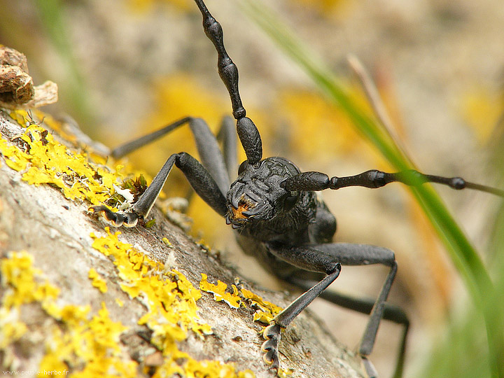 Photo macro insecte Petit capricorne (Cerambyx scopolii)