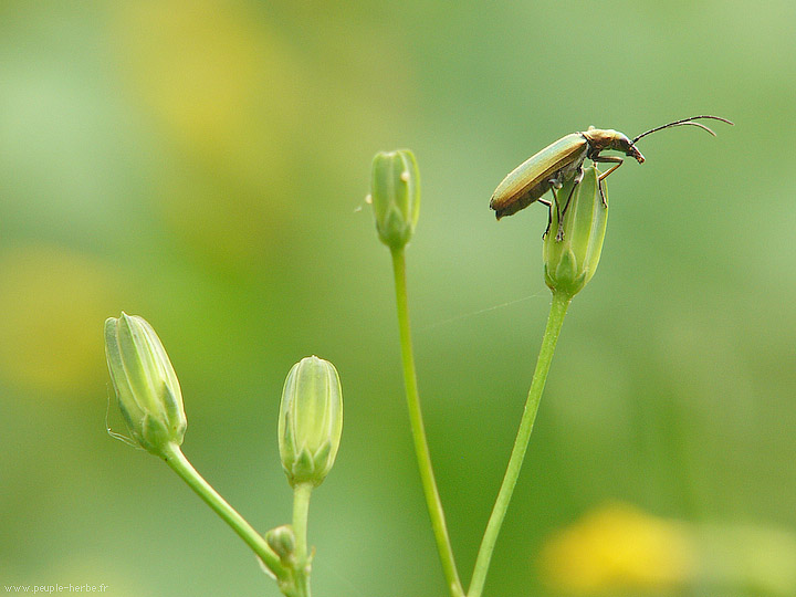 Photo macro insecte Oedémère noble femelle (Oedemera nobilis)