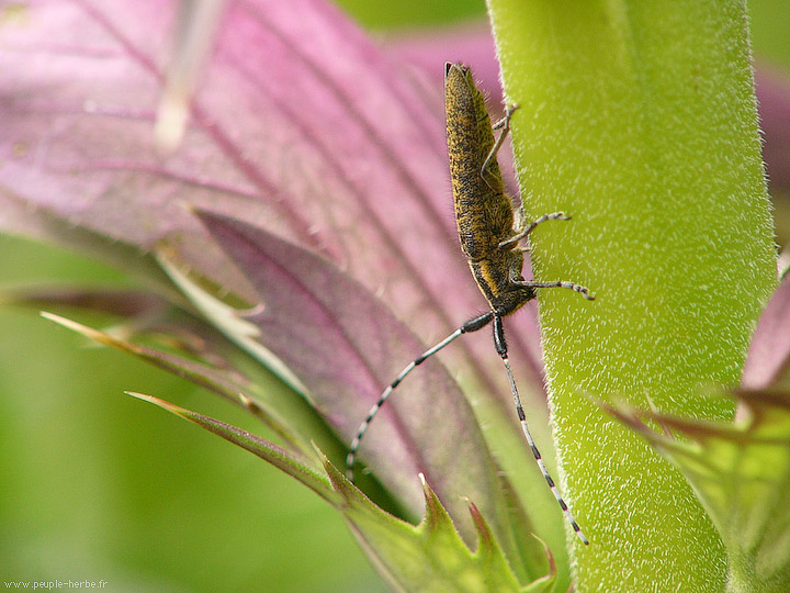 Photo macro insecte Agapanthie à pilosité verdâtre (Agapanthia villosoviridescens)