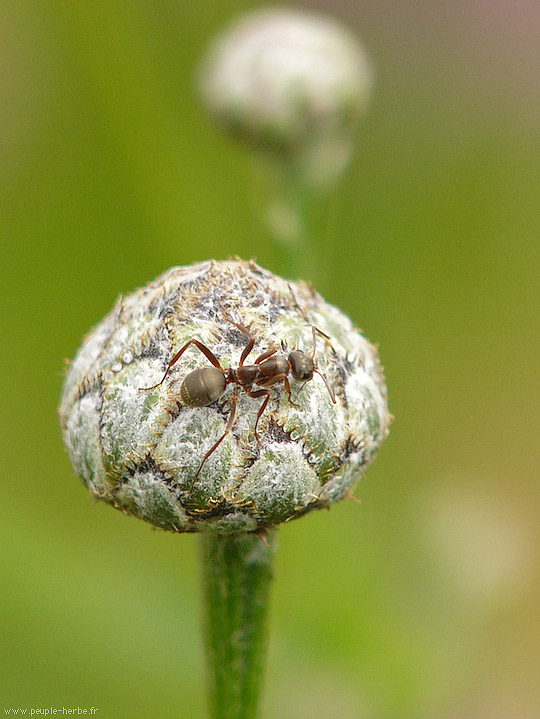 Photo macro Fourmi (Formicidae)