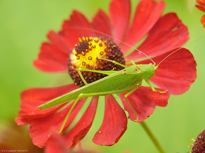 Photo macro insecte Sauterelle (Orthoptera)