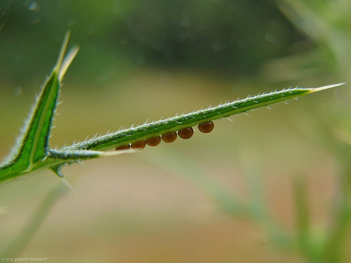 Photo macro Œufs