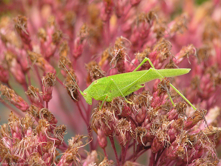 Photo macro insecte Sauterelle (Orthoptera)