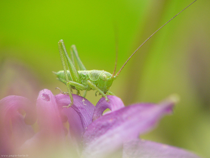 Photo macro insecte Sauterelle (Orthoptera)