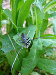 Petit capricorne - Cerambyx scopolii - Macrophotographie