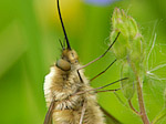 Grand bombyle - Bombylius major - Macrophotographie