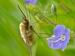 Grand bombyle - Bombylius major - Macrophotographie