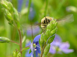 Grand bombyle - Bombylius major - Macrophotographie