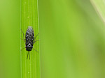 Insecte - Macrophotographie