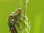 Téléphore moine - Cantharis rustica - Macrophotographie