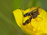 Hyménoptère - Hymenoptera - Macrophotographie