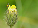 Insecte - Macrophotographie