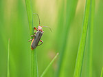 Téléphore moine - Cantharis rustica - Macrophotographie