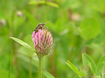 Punaise - Macrophotographie