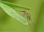 Insecte - Macrophotographie