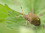 Punaise des baies - Dolycoris baccarum - Macrophotographie