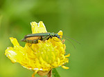 Oedémère noble femelle - Oedemera nobilis - Macrophotographie