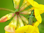 Oedémère noble femelle - Oedemera nobilis - Macrophotographie