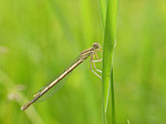 Agrion à larges pattes femelle - Platycnemis pennipes - Macrophotographie