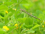 Agrion à larges pattes femelle - Platycnemis pennipes - Macrophotographie