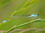 Agrion élégant - Ischnura elegans - Macrophotographie