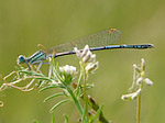 Agrion à larges pattes mâle - Platycnemis pennipes - Macrophotographie