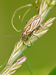 Punaise des plantes - Rhabdocystus guldei - Macrophotographie