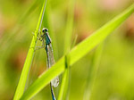 Agrion élégant - Ischnura elegans - Macrophotographie