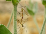 Tipule - Tipula maxima - Macrophotographie