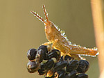 Criquet - Macrophotographie