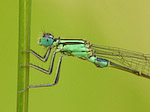 Agrion élégant - Ischnura elegans - Macrophotographie