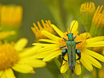 Oedémère noble mâle - Oedemera nobilis - Macrophotographie