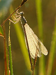 Agrion à larges pattes - Platycnemis pennipes - Macrophotographie