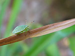 Punaise verte ponctuée - Nezara viridula - Macrophotographie