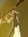 Agrion à larges pattes - Platycnemis pennipes - Macrophotographie