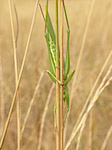 Grande sauterelle verte femelle - Tettigonia viridissima - Macrophotographie