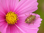 Punaise des baies - Dolycoris baccarum - Macrophotographie