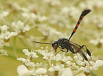 Gastéruption à javelot - Gasteruption jaculator - Macrophotographie