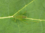 Sauterelle - Tettigoniidae - Macrophotographie