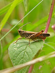 Criquet - Chorthippus sp. - Macrophotographie