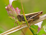 Criquet roux - Gomphocerus rufus - Macrophotographie