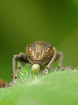 Insecte - Macrophotographie