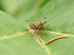 Punaise - Macrophotographie