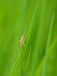 Miride Mirine - Miridius quadrivirgatus - Macrophotographie