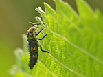 Larve de coccinelle - Macrophotographie