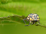 Larve de coccinelle - Macrophotographie